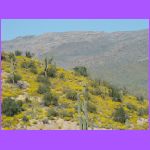 Yellow Wild Flowers.jpg